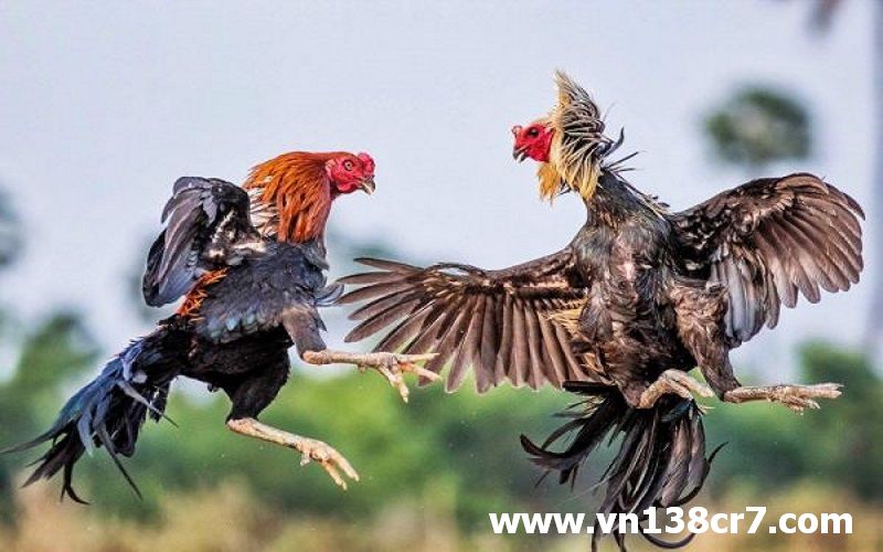 Nên xem đá gà trực tiếp thứ 5 ở đâu?