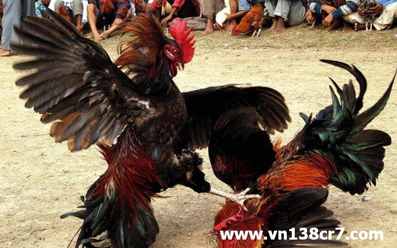 Những yếu tố cho thấy là một nhà cái chất lượng
