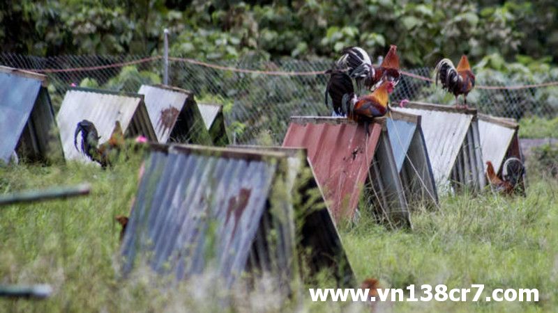 Nông trại nuôi gà đá Vũng Tàu hiện đại, quy mô lớn của anh Hảo