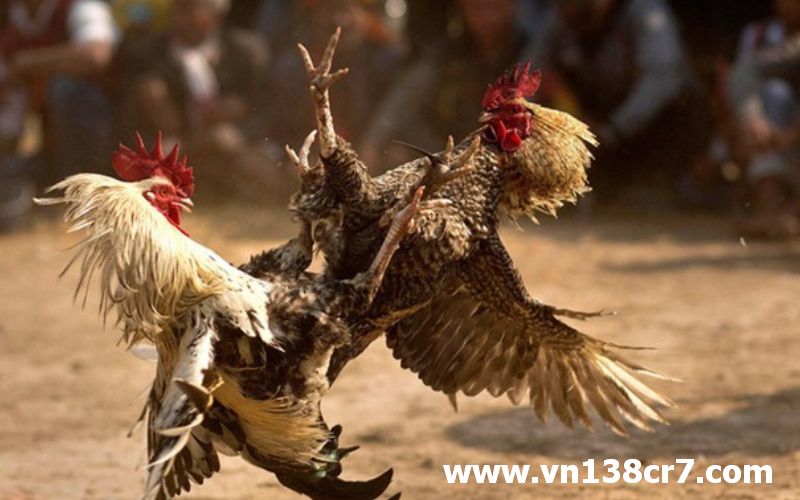 Quy định mới nhất của đá gà trực tiếp châu Âu 2023.