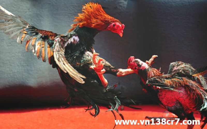 Quy tụ những chiến kê xuất sắc từ khắp mọi nơi trên thế giới
