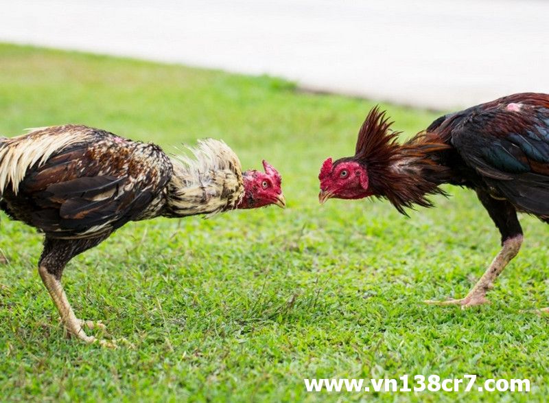 Sự kiện đá gà Vũng Tàu trái phép