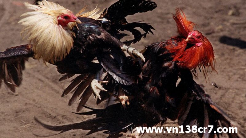 Tại sao anh em nên lựa chọn chơi đá gà cá cược trực tuyến tại VN138?