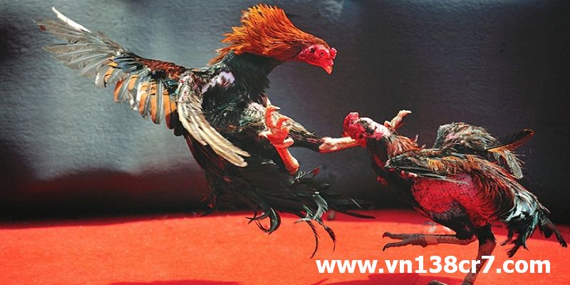 Tận hưởng những phút giây giải trí hấp dẫn khi xem đá gà