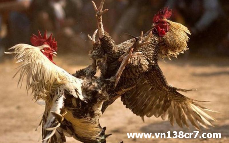Tham gia đá gà trực tiếp ngoại giao khả năng chiến thắng cực cao.