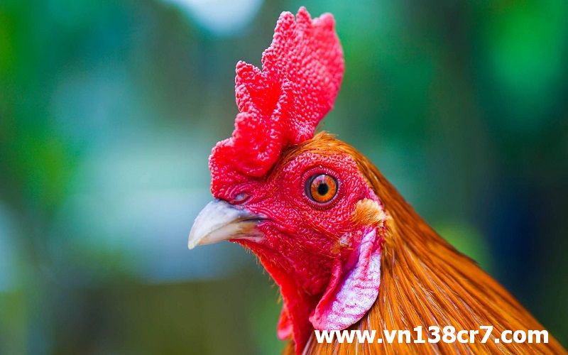 Thị lực của gà đá sẽ tốt hơn mỗi ngày