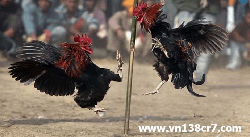 Tìm hiểu về hình thức đá gà cựa dao trực tiếp Brazil