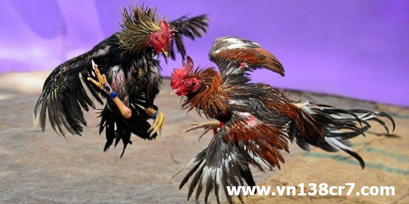 Tổng quan về đá gà trực tiếp Brazil