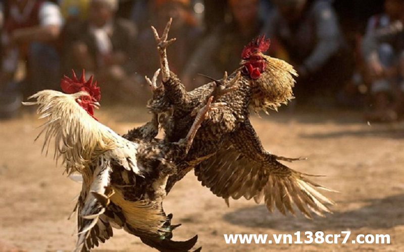 Xem các trận đá gà trực tiếp tại VN138