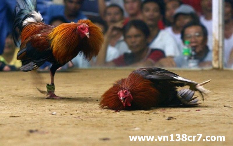 Xem đá gà Brazil trực tiếp ở trong nước