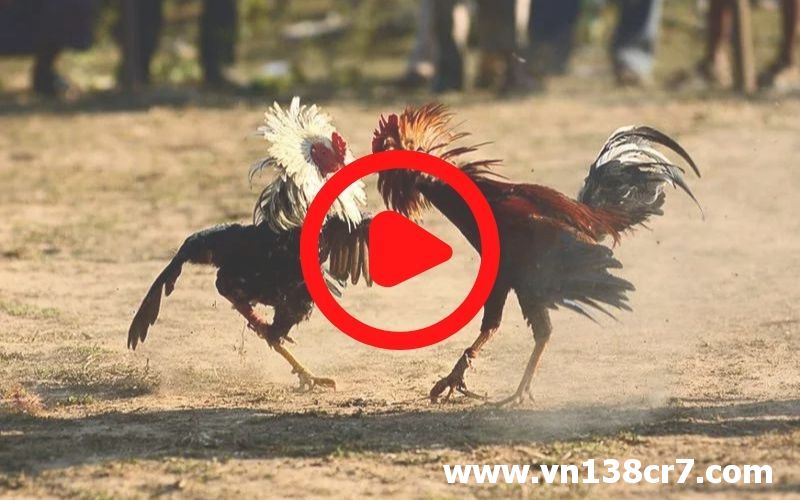 Xem đá gà Senegal qua Livestream trực tiếp