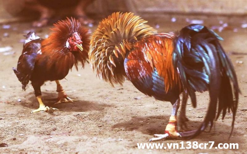 Xem đá gà tại trường đấu