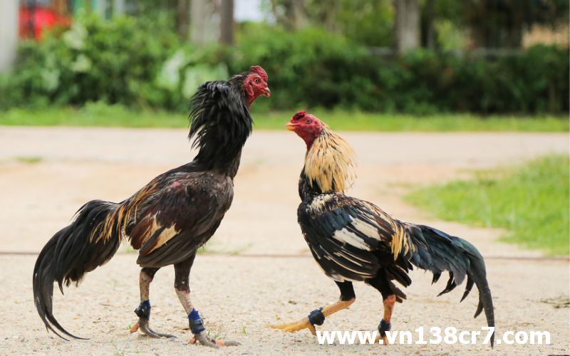 Xem đá gà trực tiếp bên Mỹ cựa dao ở đâu uy tín nhất