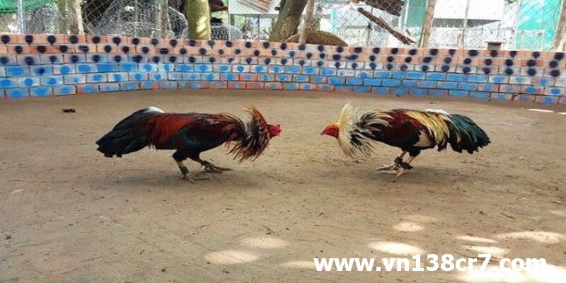Xem đá gà trực tiếp Đà Nẵng